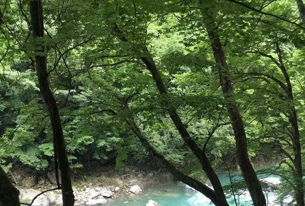 抱返り渓谷の写真・動画_image_209358