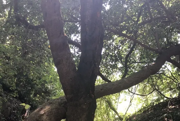 第五砲台跡の写真・動画_image_209473