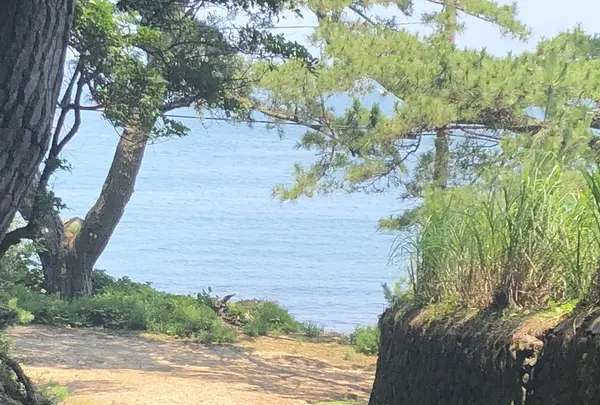 友ヶ島 池尻浜の写真・動画_image_209640