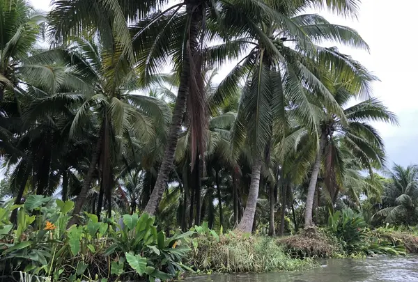 Damnoen Saduak Floating Market（ダムヌンサドアック水上マーケット）の写真・動画_image_209653