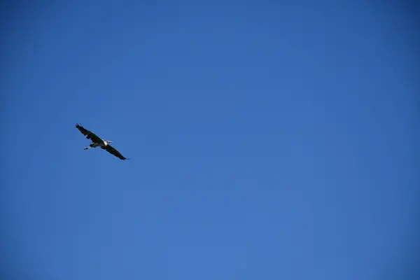 余呉湖の写真・動画_image_210817