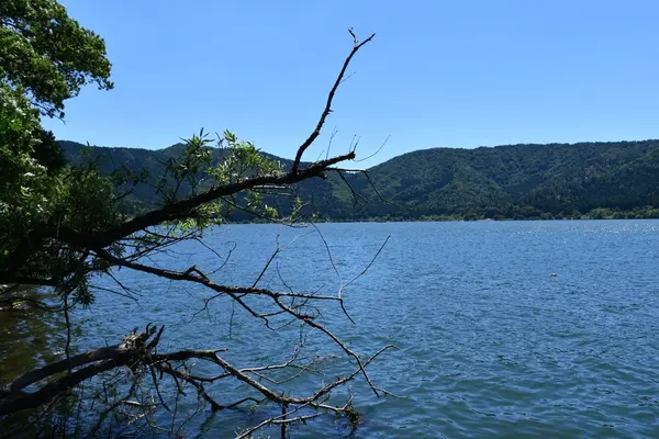余呉湖の写真・動画_image_210835