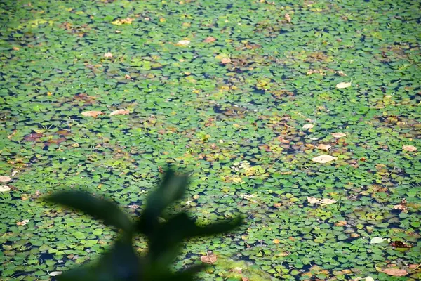 余呉湖の写真・動画_image_210845