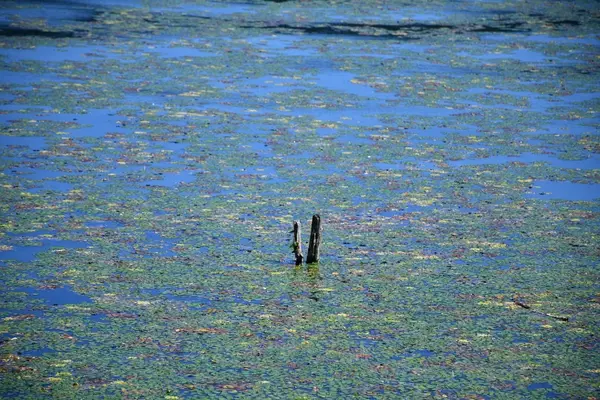 余呉湖の写真・動画_image_210846