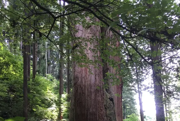 御岩神社の写真・動画_image_211460