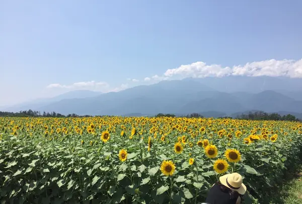 明野のひまわり畑の写真・動画_image_211669