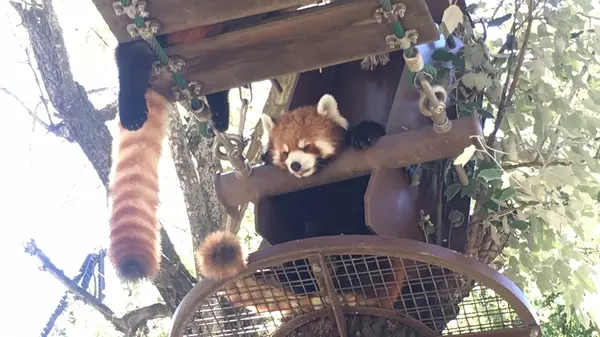 旭川市 旭山動物園の写真・動画_image_212012