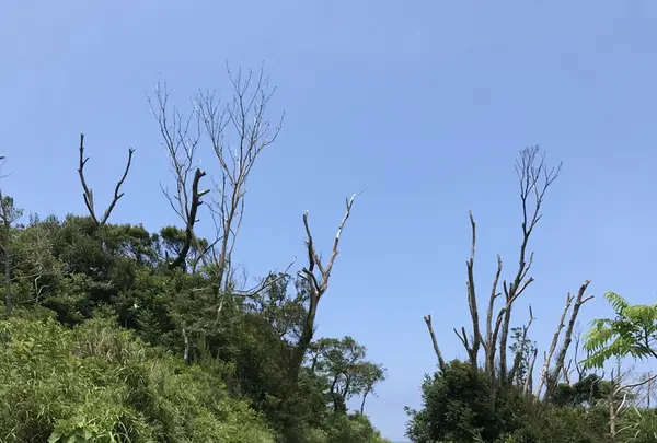 宮古崎の写真・動画_image_212097