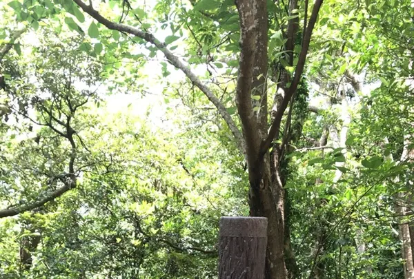 宮古崎の写真・動画_image_212100