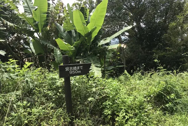 宮古崎の写真・動画_image_212105