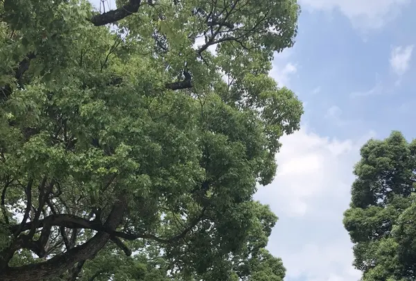 明治神宮の写真・動画_image_212403