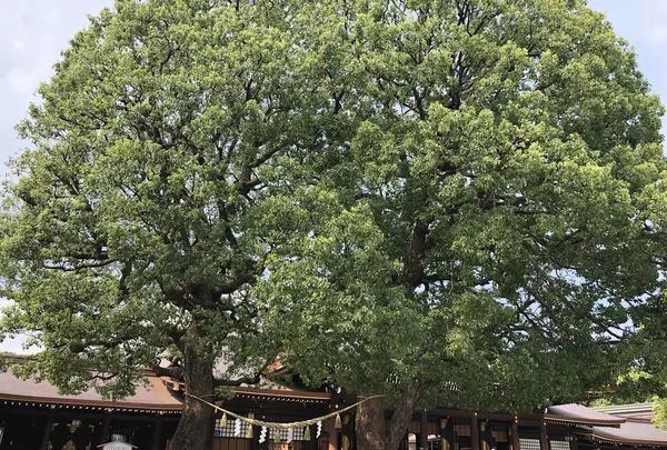 明治神宮の写真・動画_image_212405