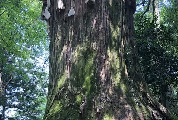 高尾山の写真・動画_image_212570