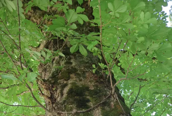 稲荷神社の写真・動画_image_212597