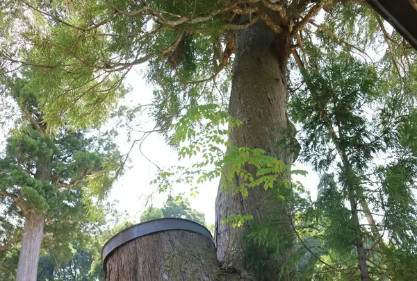 諏訪神社の写真・動画_image_212611