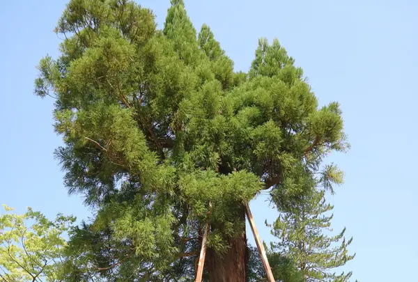 諏訪神社の写真・動画_image_212614