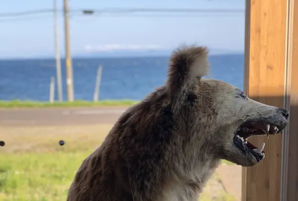 知床世界遺産ルサフィールドハウスの写真・動画_image_212721