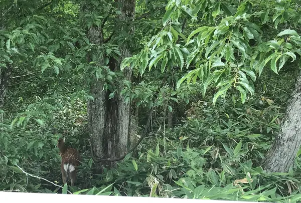 遠野風の丘の写真・動画_image_212797