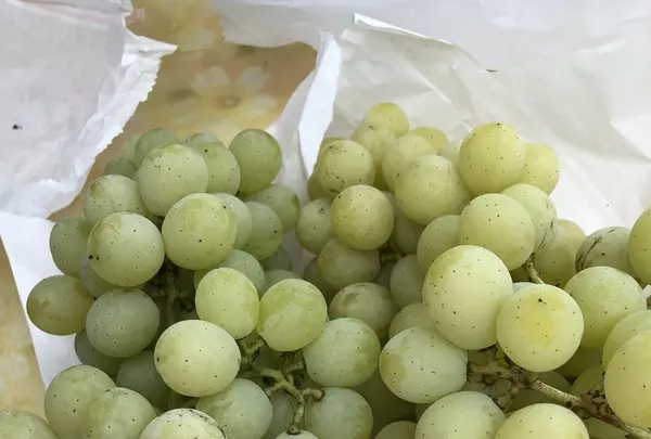 東金ぶどう郷の写真・動画_image_212892