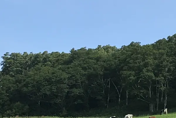 金森赤レンガ倉庫の写真・動画_image_213075