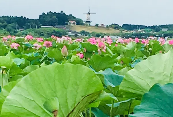 長沼の写真・動画_image_213284