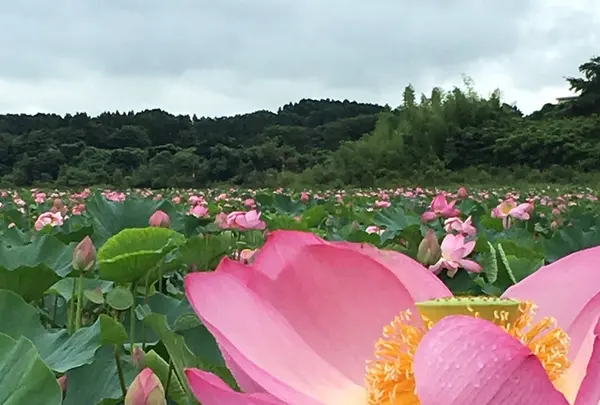 長沼の写真・動画_image_213285