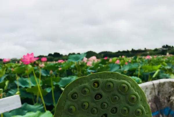 長沼の写真・動画_image_213286