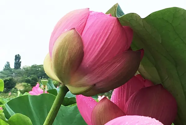 長沼の写真・動画_image_213295