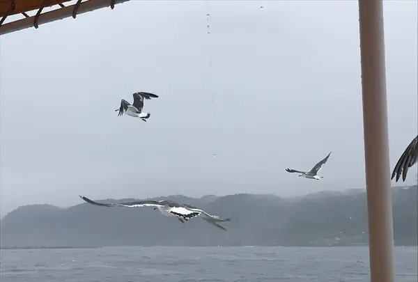 浄土ヶ浜の写真・動画_image_213402