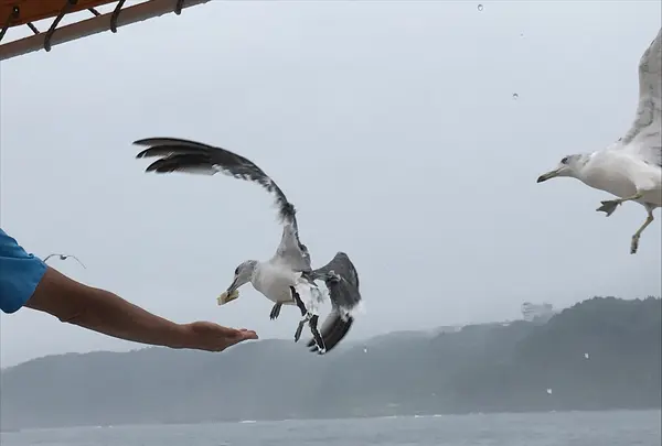 浄土ヶ浜の写真・動画_image_213403
