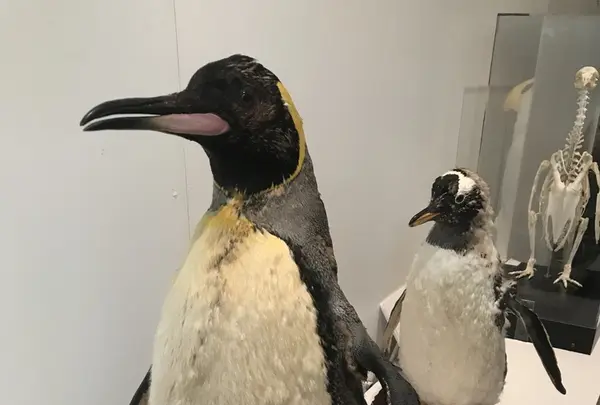 男鹿水族館GAOの写真・動画_image_213417