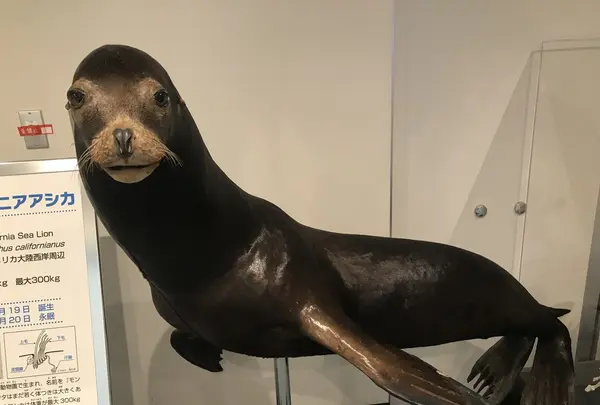 男鹿水族館GAOの写真・動画_image_213421