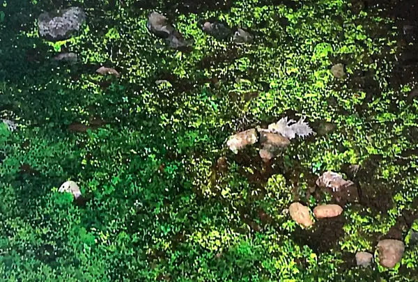 マッカウス洞窟の写真・動画_image_213676