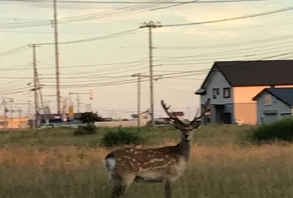 日の出岬の写真・動画_image_213923