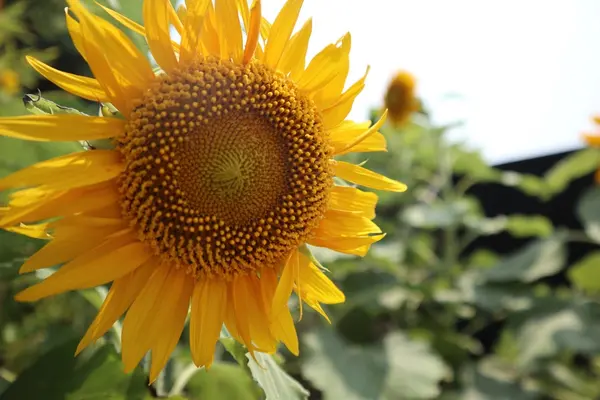 猿島の写真・動画_image_213933