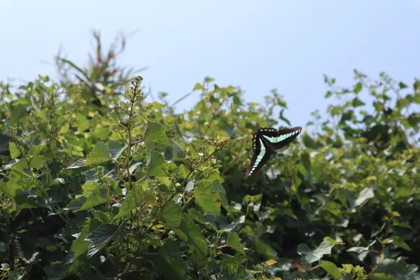 猿島の写真・動画_image_213934