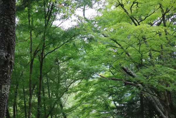 歓楽寺の写真・動画_image_214155