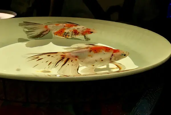 【閉業】アートアクアリウム2018（7/6〜9/24）の写真・動画_image_214413