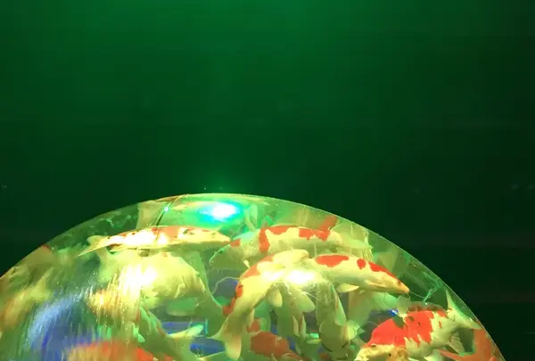 【閉業】アートアクアリウム2018（7/6〜9/24）の写真・動画_image_214414