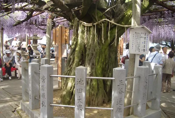 大歳神社　千年藤の写真・動画_image_214421