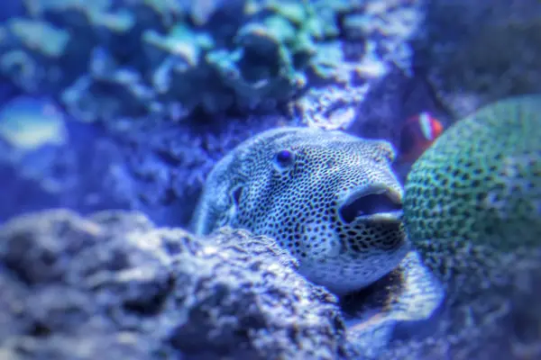 アクアワールド茨城県大洗水族館の写真・動画_image_214464