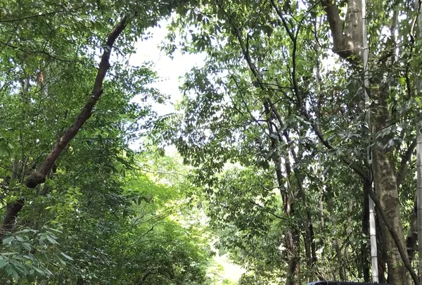 嵯峨野 竹林の道の写真・動画_image_214644