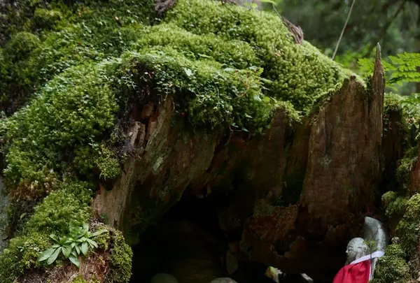 奥之院の写真・動画_image_214936