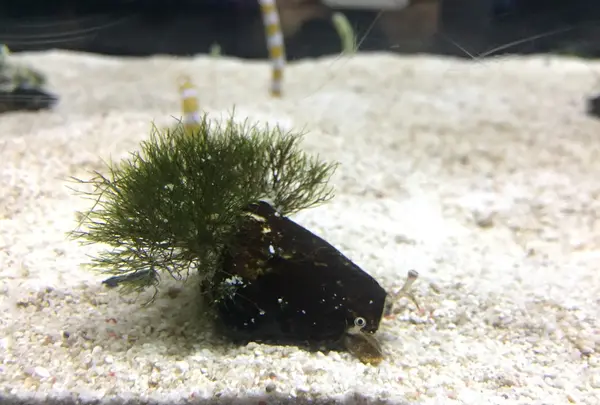 すみだ水族館の写真・動画_image_214937