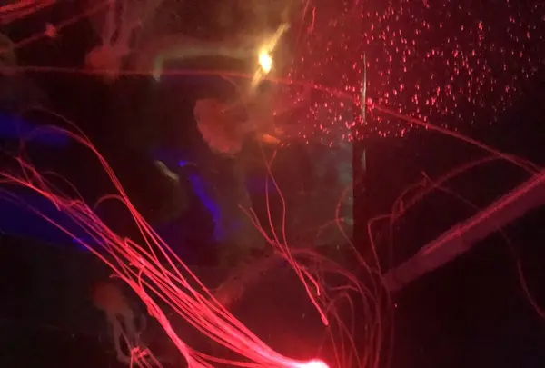 下関市立しものせき水族館・海響館の写真・動画_image_215169