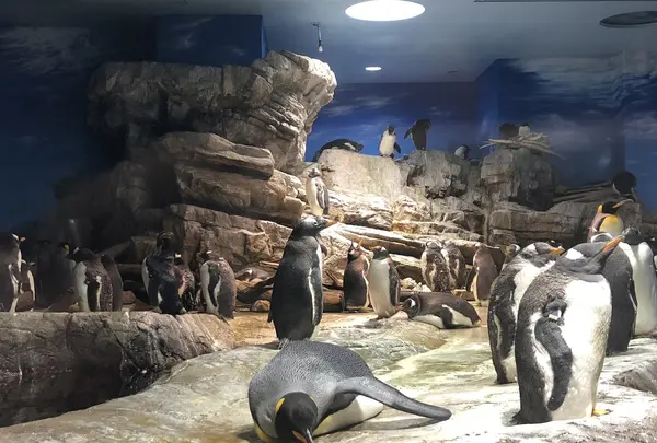 下関市立しものせき水族館・海響館の写真・動画_image_215170