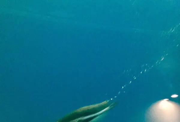 上越市立水族博物館 うみがたり（旧：上越市立水族博物館）の写真・動画_image_215637