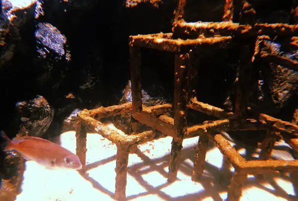 上越市立水族博物館 うみがたり（旧：上越市立水族博物館）の写真・動画_image_215647