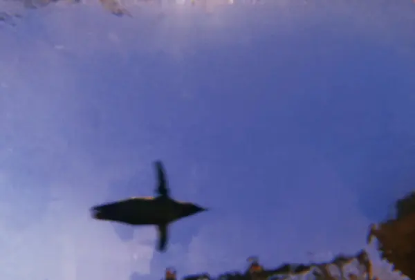 上越市立水族博物館 うみがたり（旧：上越市立水族博物館）の写真・動画_image_215648