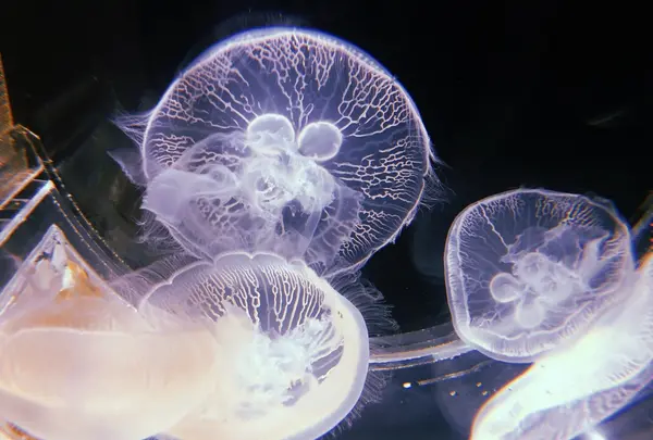 上越市立水族博物館 うみがたり（旧：上越市立水族博物館）の写真・動画_image_215651